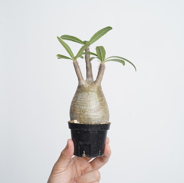 パキポディウム グラキリス no.6〈発根済み〉
