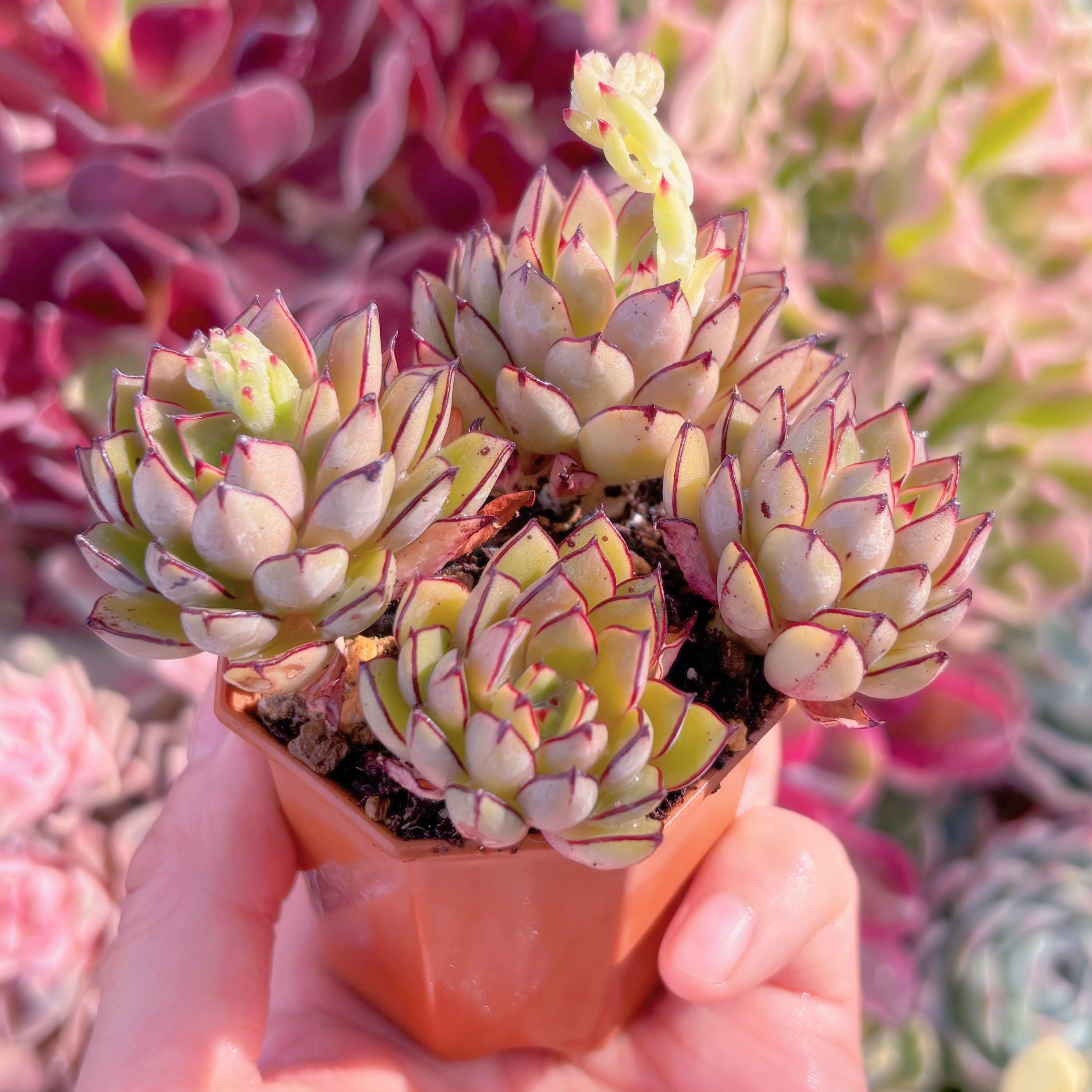 多肉植物　シンデレラ　群生　新入荷　るる農園