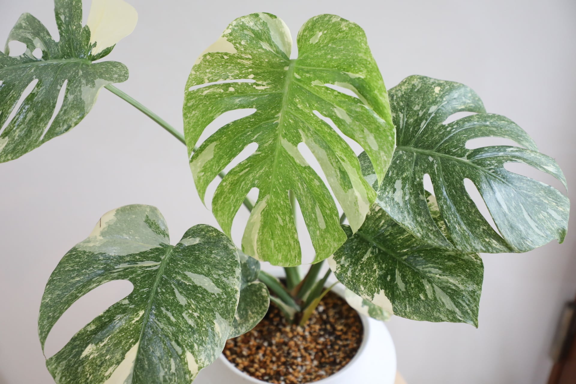 M】【希少】モンステラ グリーンスノウ/Monstera deliciosa 'Green