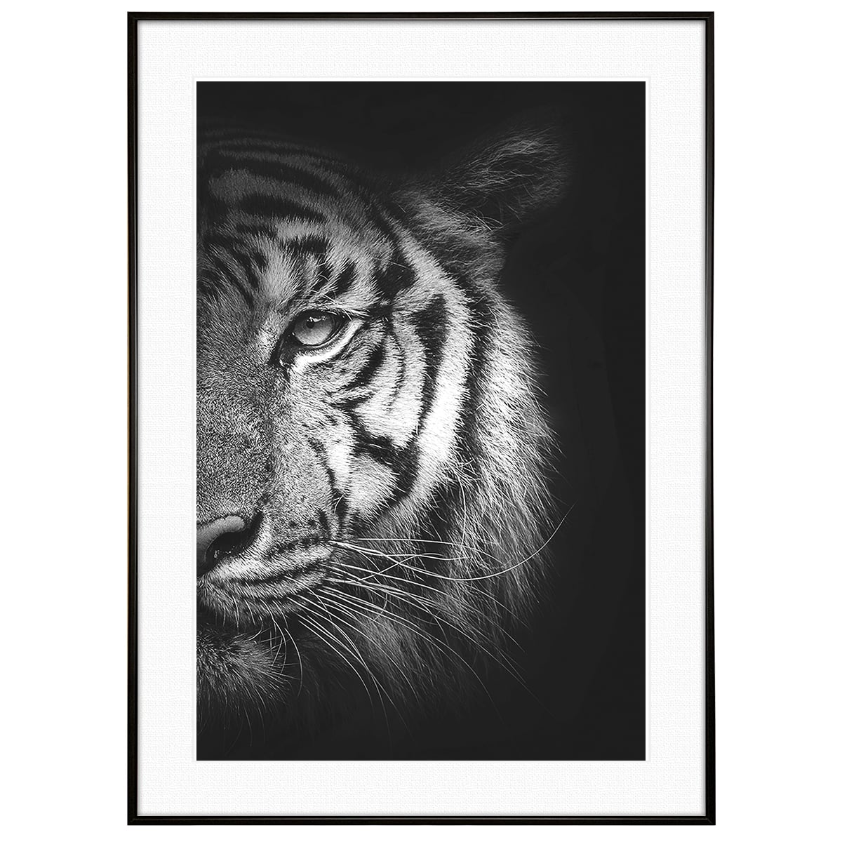 動物写真 トラ(虎) インテリア モノクロアートポスター額装 AS1311