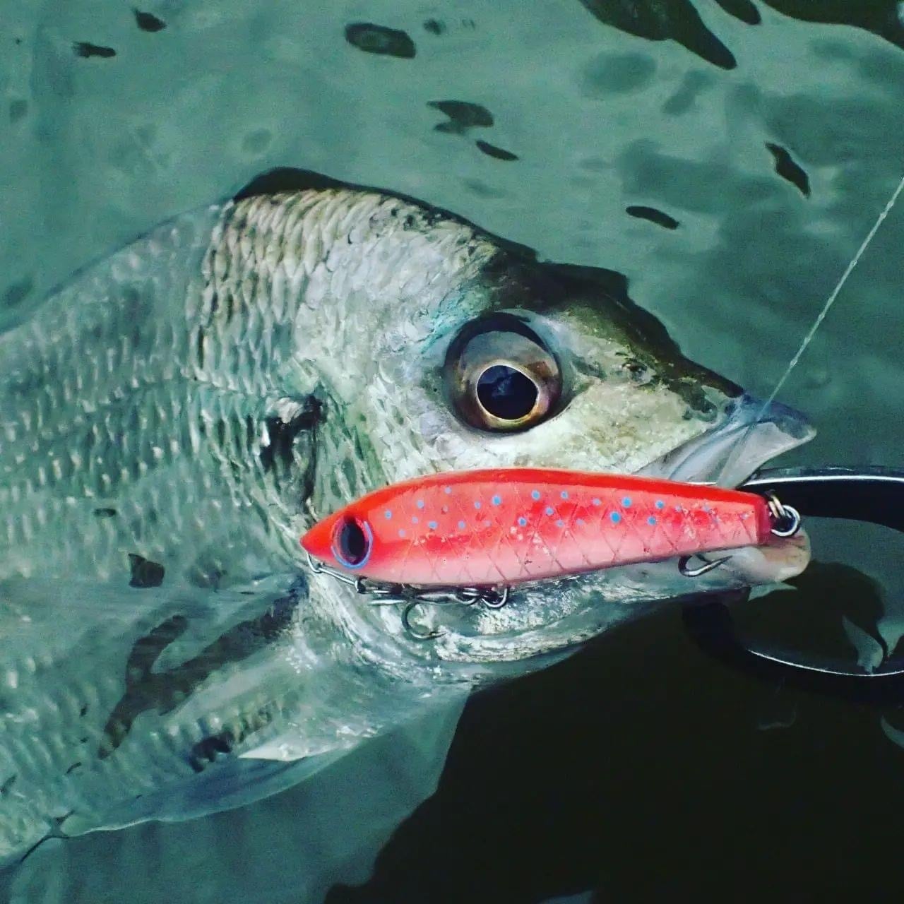 タイニーマギィーガーラ | FREE SAIL webshop