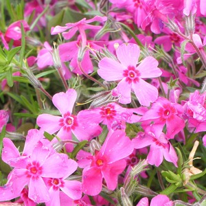 芝桜　紅梅