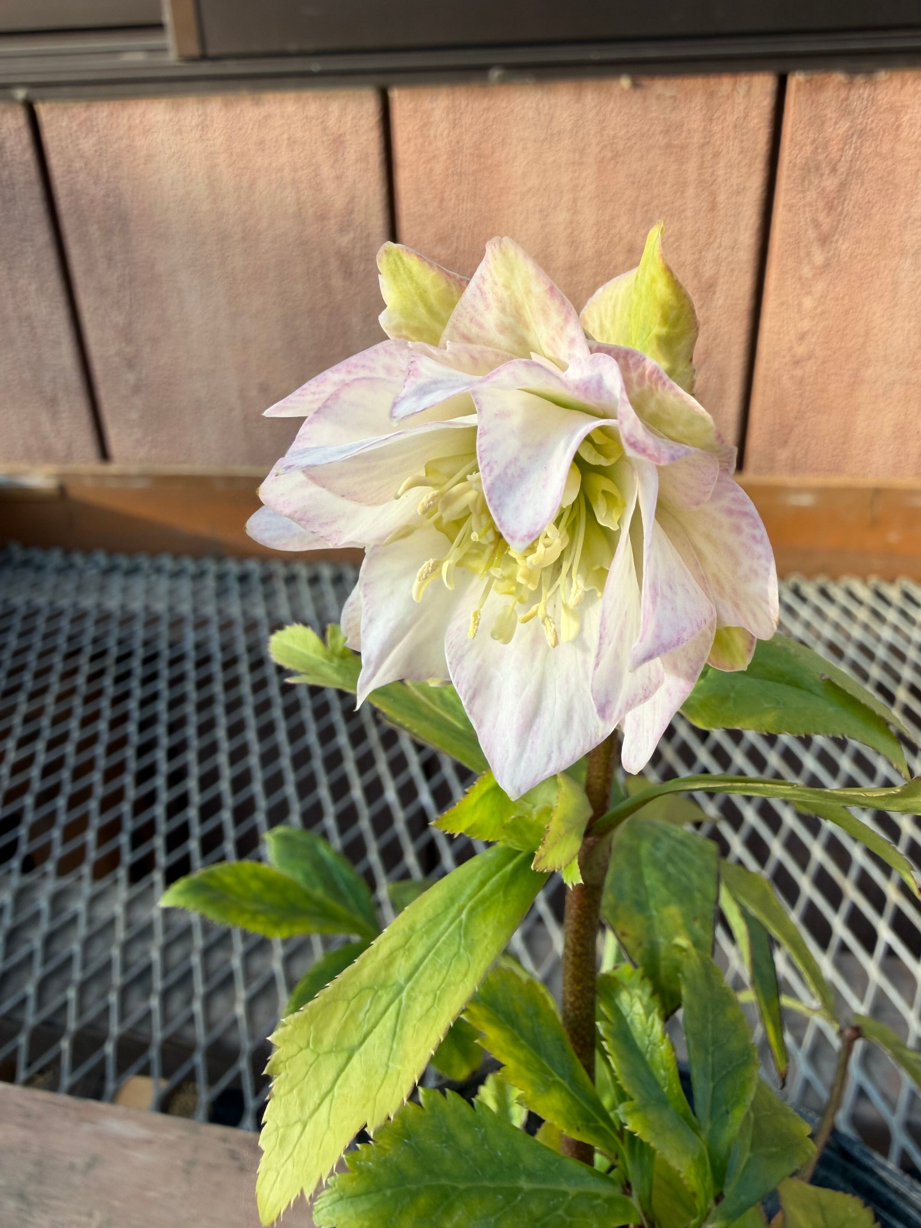 あしかがフラワーパーク