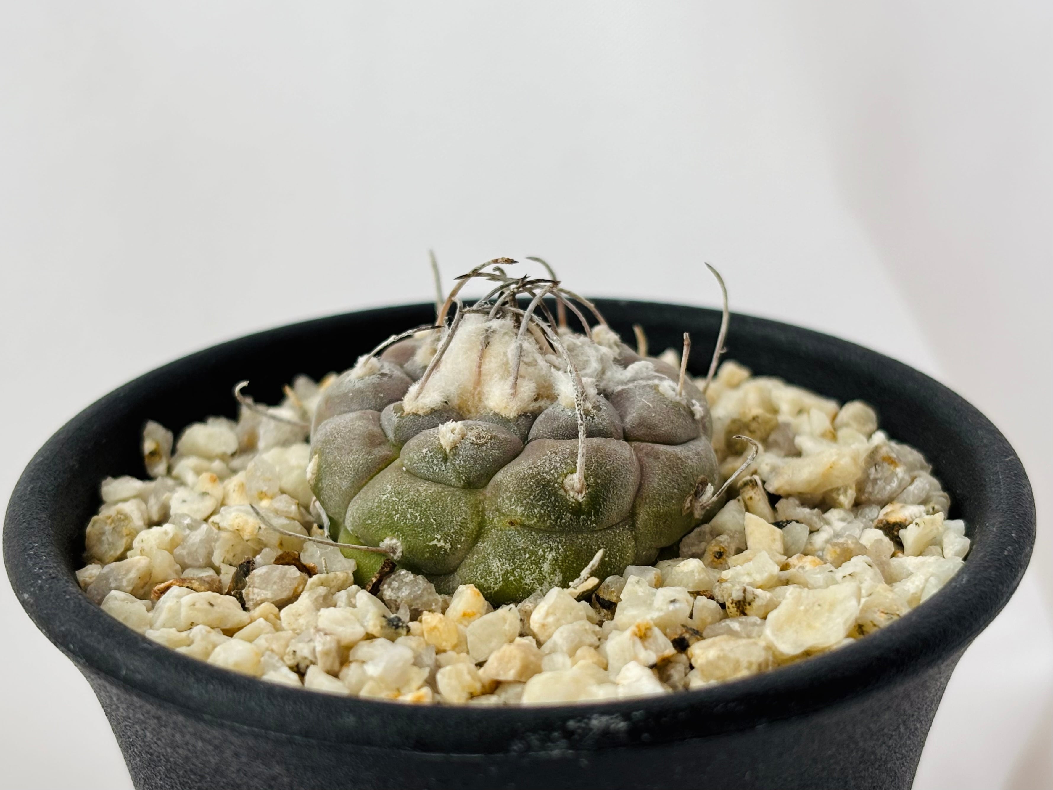 Turbinicarpus jauernigii ツルビニカルプス ハウエルニギー サボテン