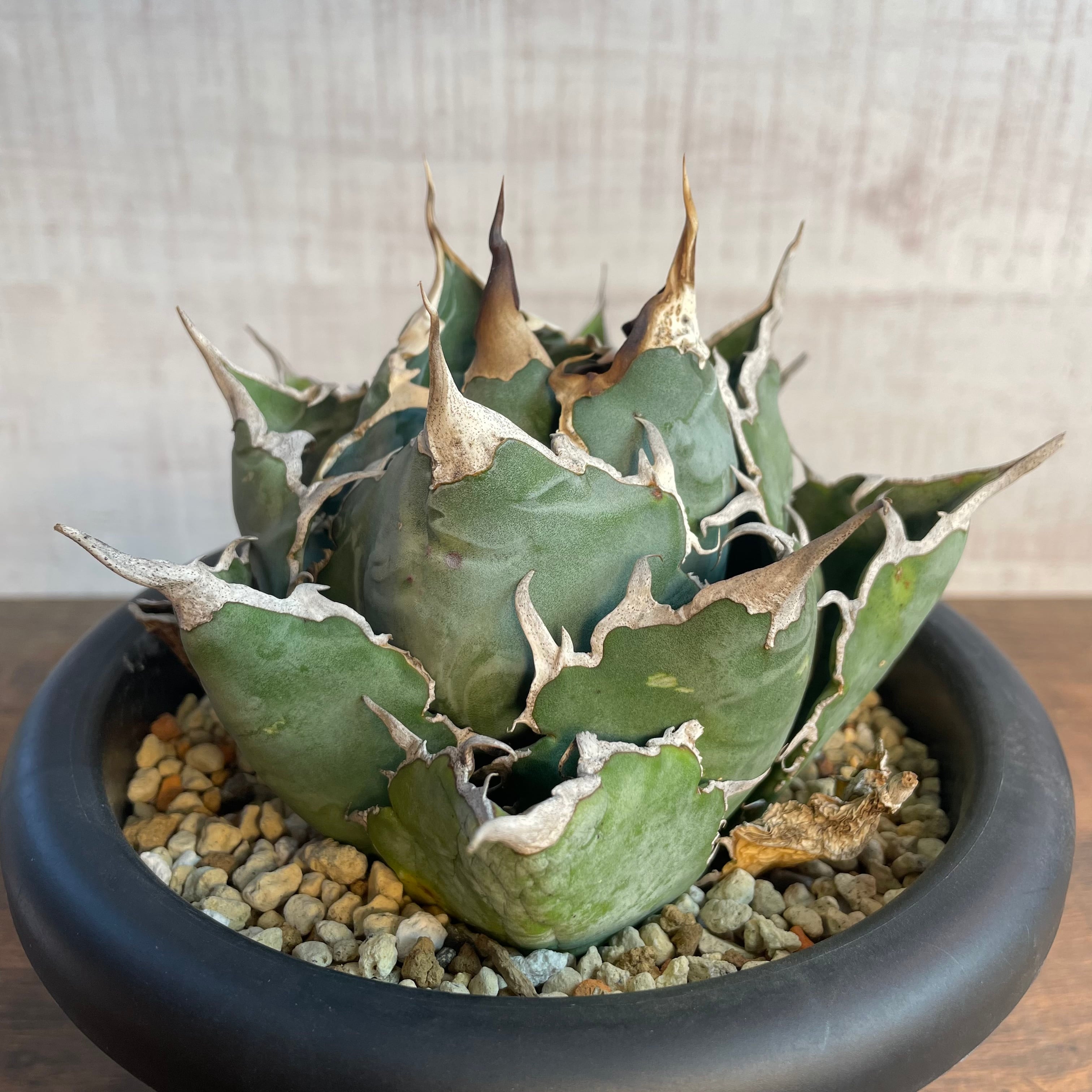 Agave titanota “福建白鯨” / 特選！大きめボール型 親株 / 5号 アガベ ...