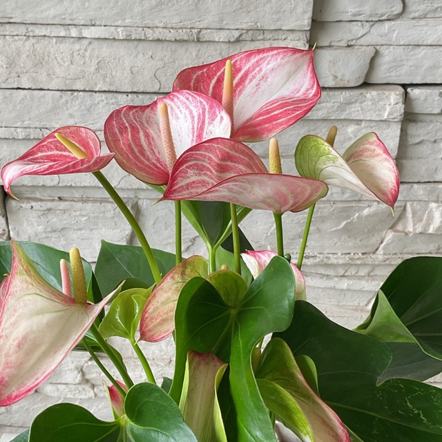 観葉植物 アンスリウム リビウム 6号鉢 橋本種苗園 観葉植物 アンスリウム リビウム 6号鉢 橋本種苗園