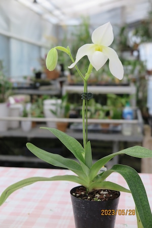 Paph.philippnense var.compactum fma. album Charming x Paphdelenatii fma. alba In-Charm