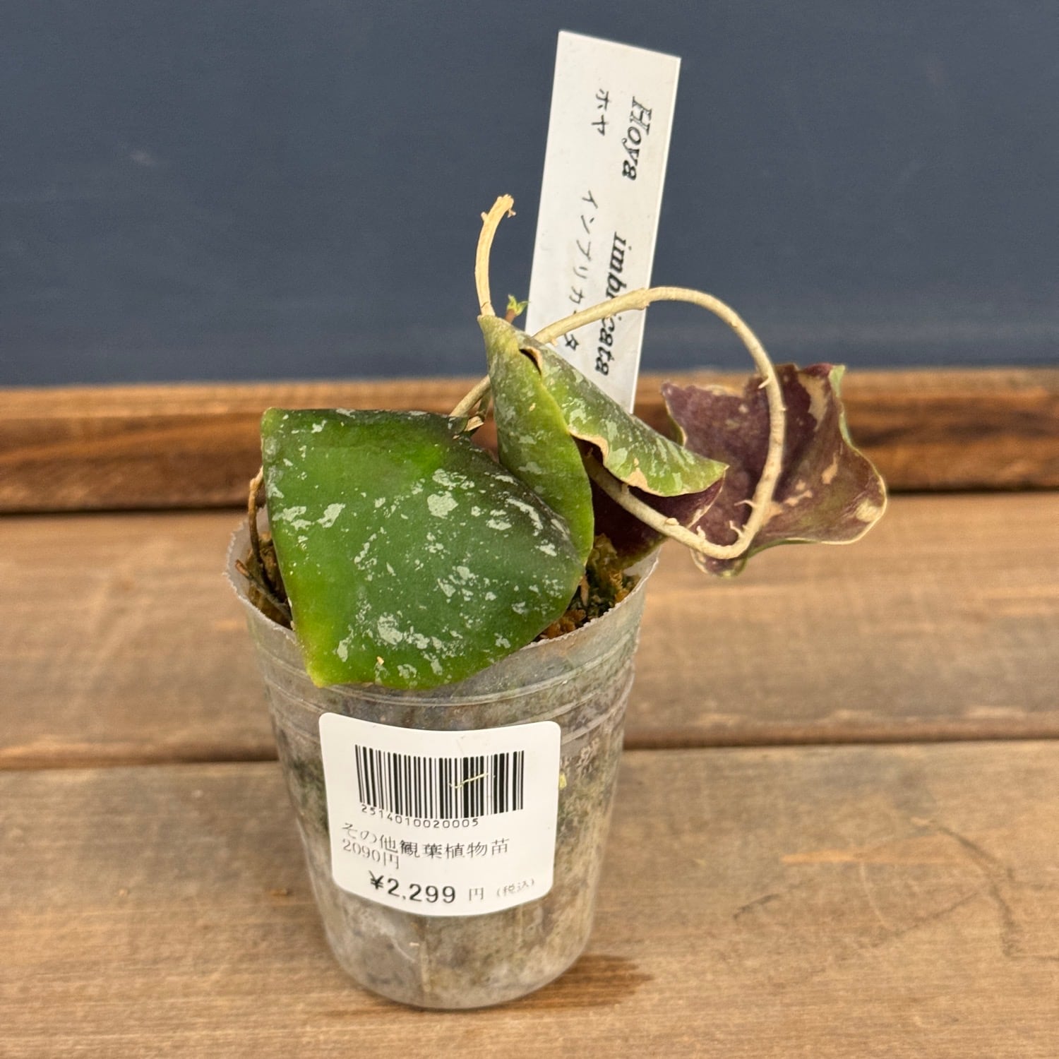 OVM】Hoya imbricata【1099】 | PROTOLEAF プロトリーフ