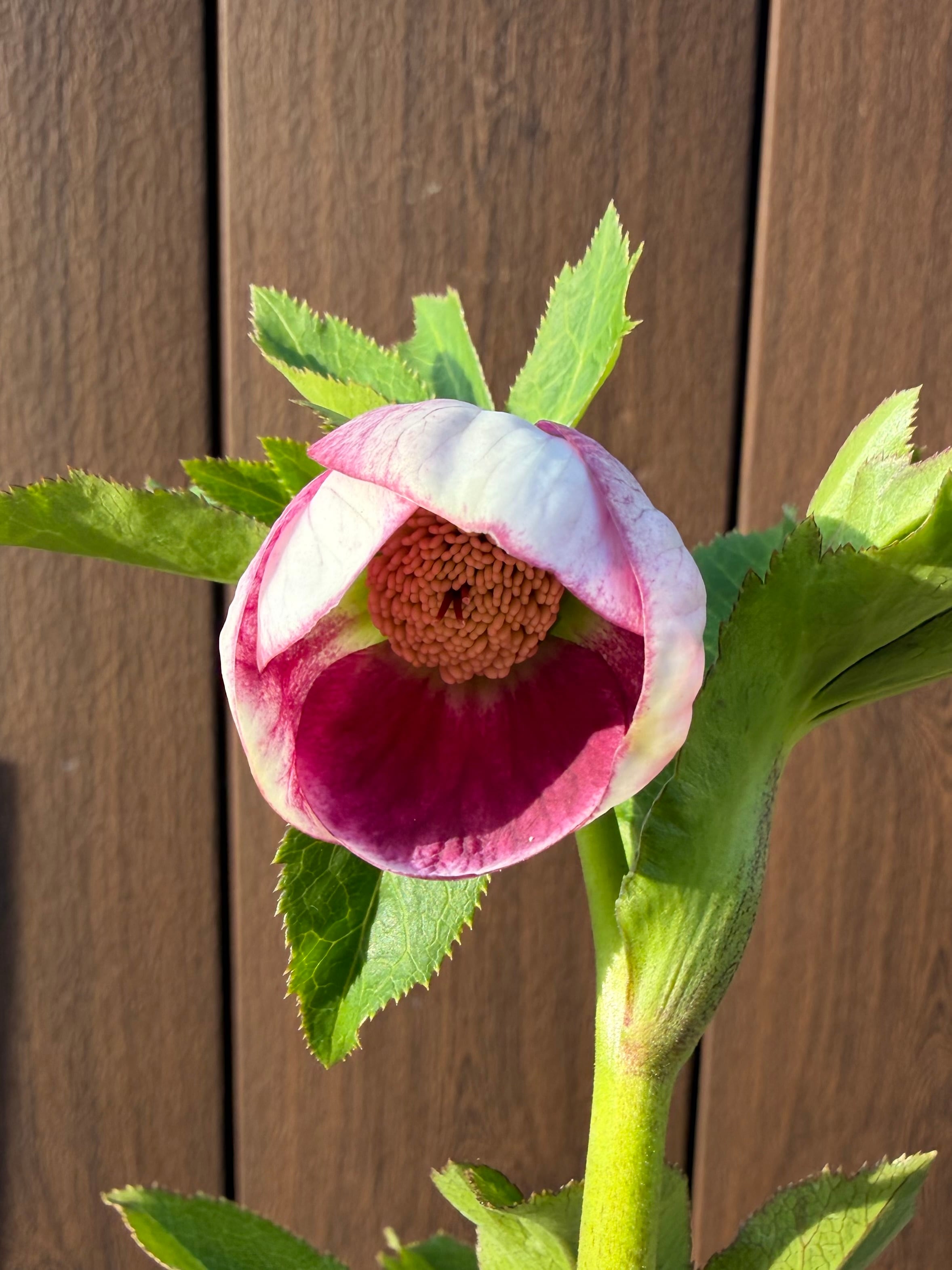 パステリッシュストレイン 大和園 クリスマスローズ【Ya03】送料無料