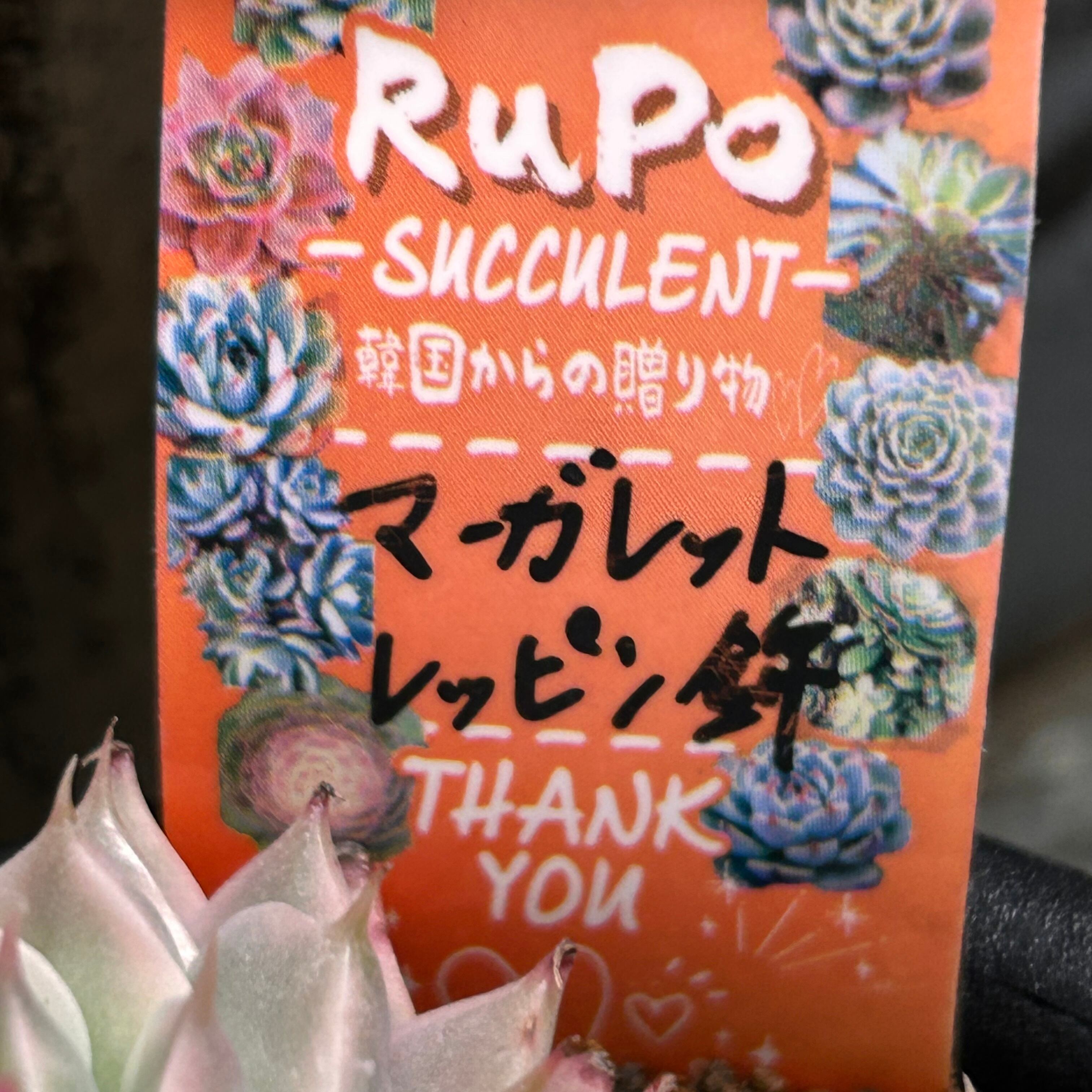 マーガレットレッピン錦 | RuPo 多肉植物専門店