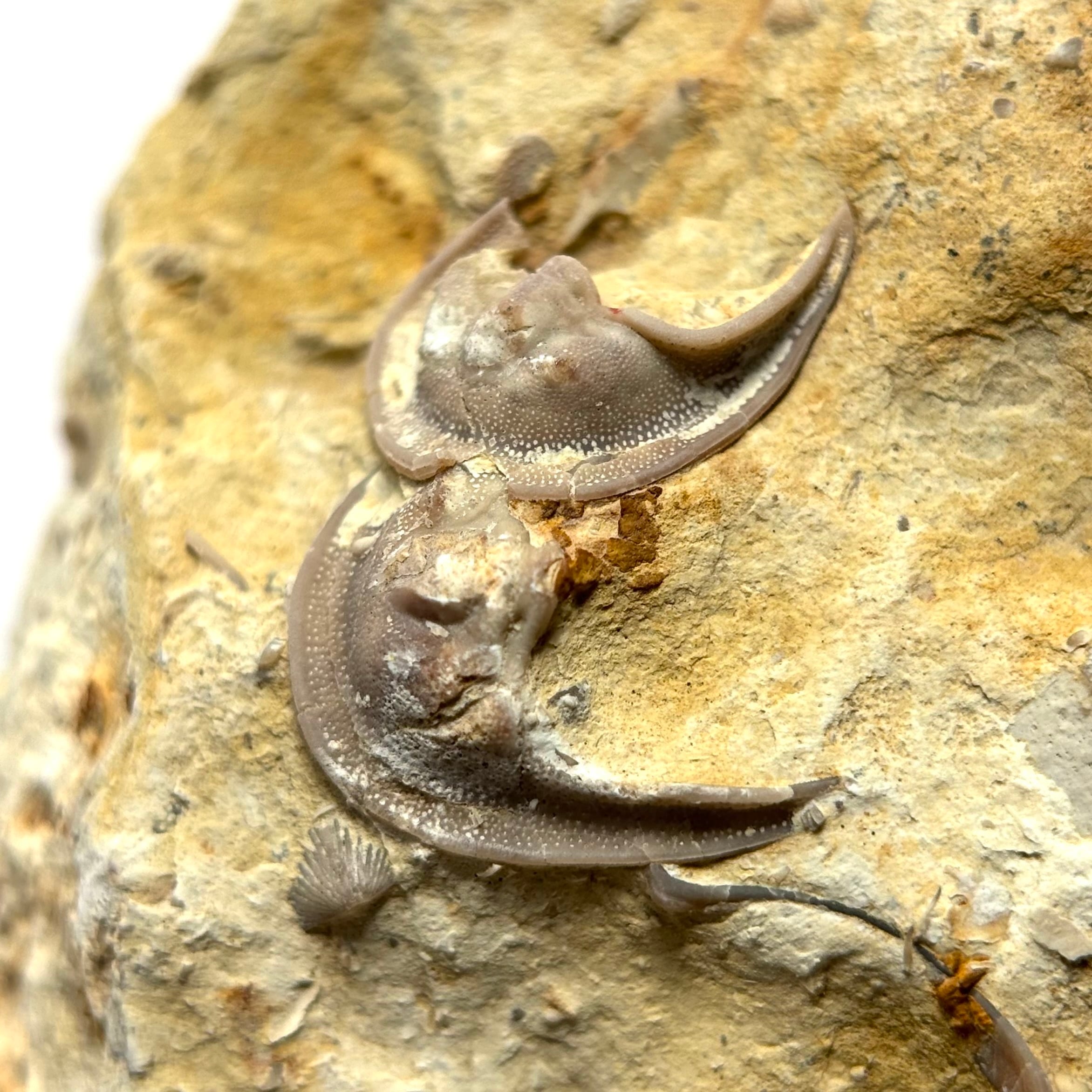 大型極上！ウミサソリの化石【Eurypterus remipes】【1192g】アメリカ