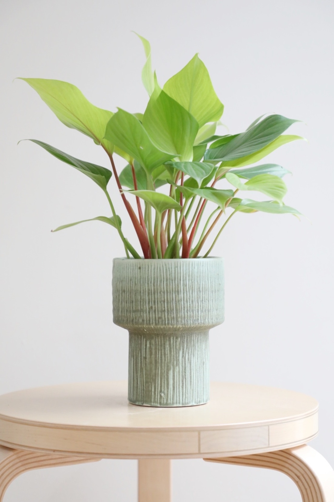 【S】ホマロメナ レモンライム/Homalomena Lemon Lime