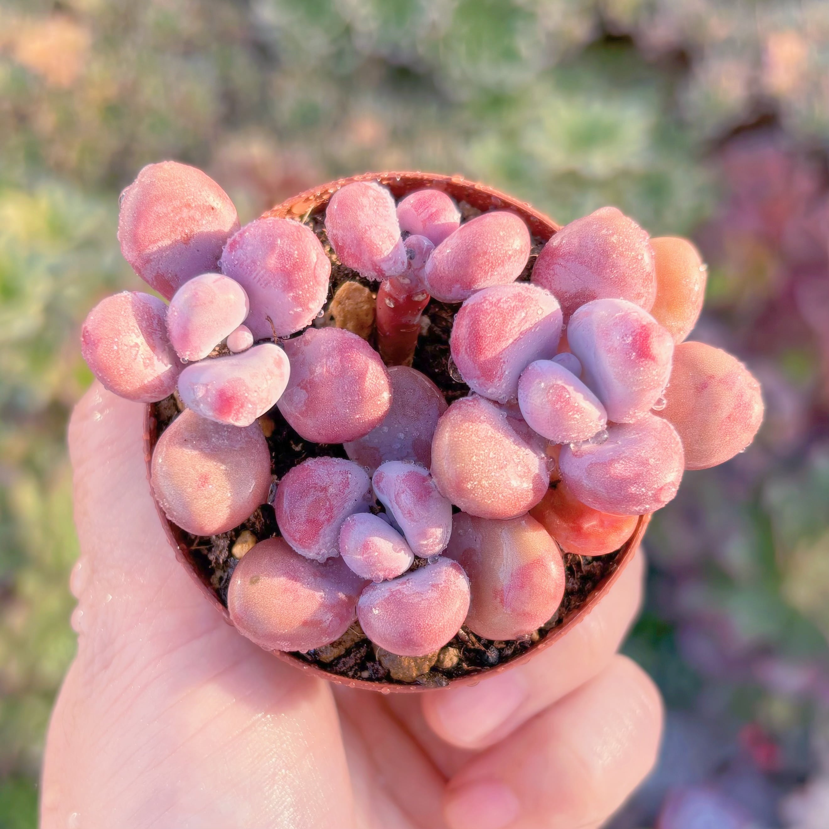 多肉植物　桃卵　群生　新入荷　るる農園