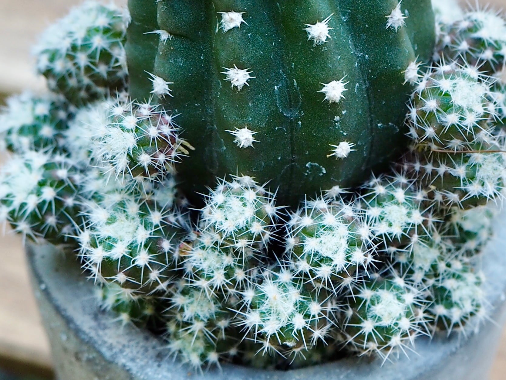 多肉植物 花サボテン エキノプシス属 淑妃 打ち勝つ