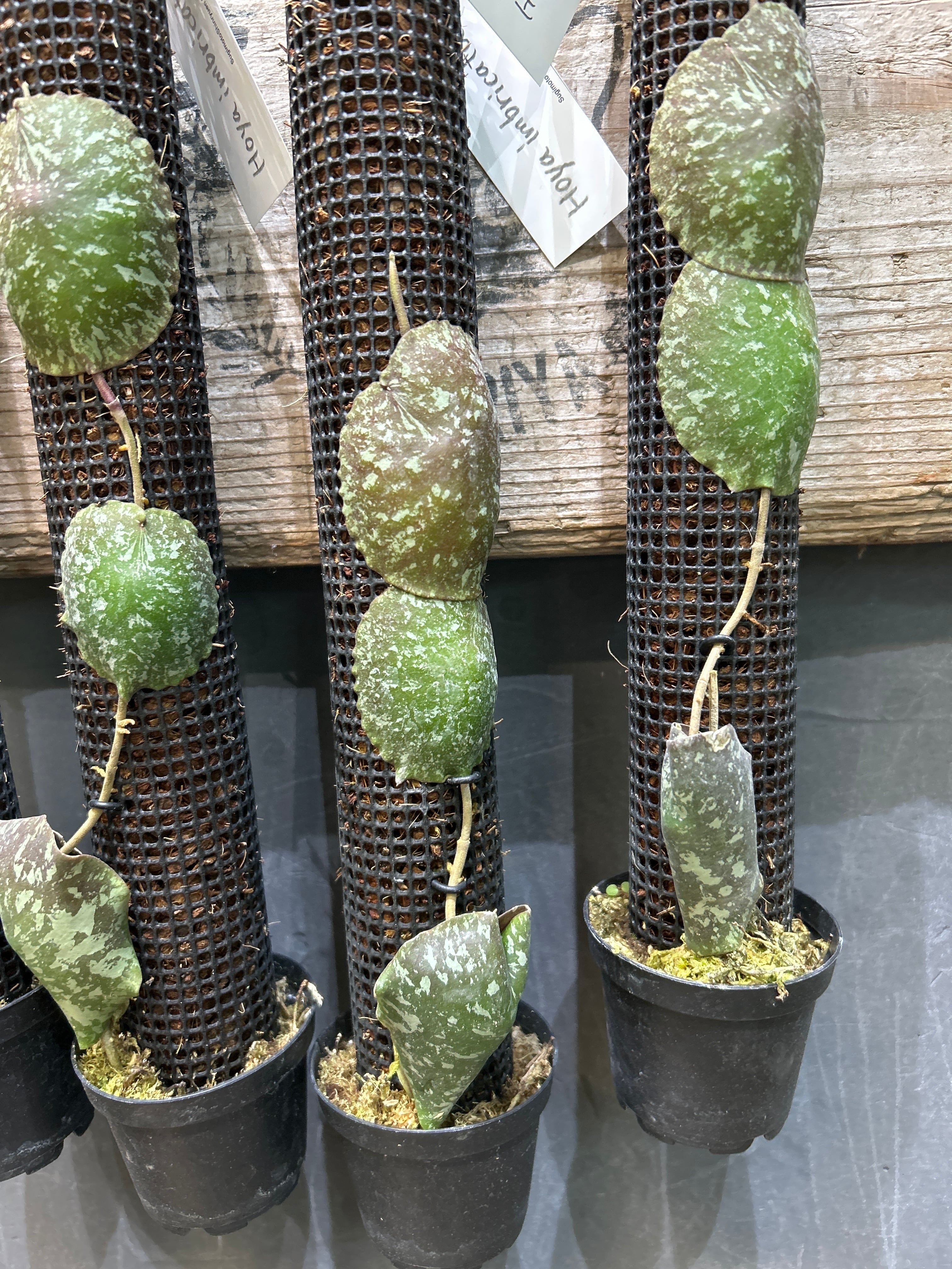ホヤ インブリカータ | MIDORIYA 観葉植物専門店