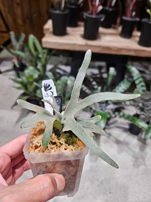 P.Hitomi Mix Sporelings (P.Mico#1 × P.Him × P.Totoro Sporelings)【artPLANTs/PLANTS GARAGE 】ビカクシダ/Platycerium