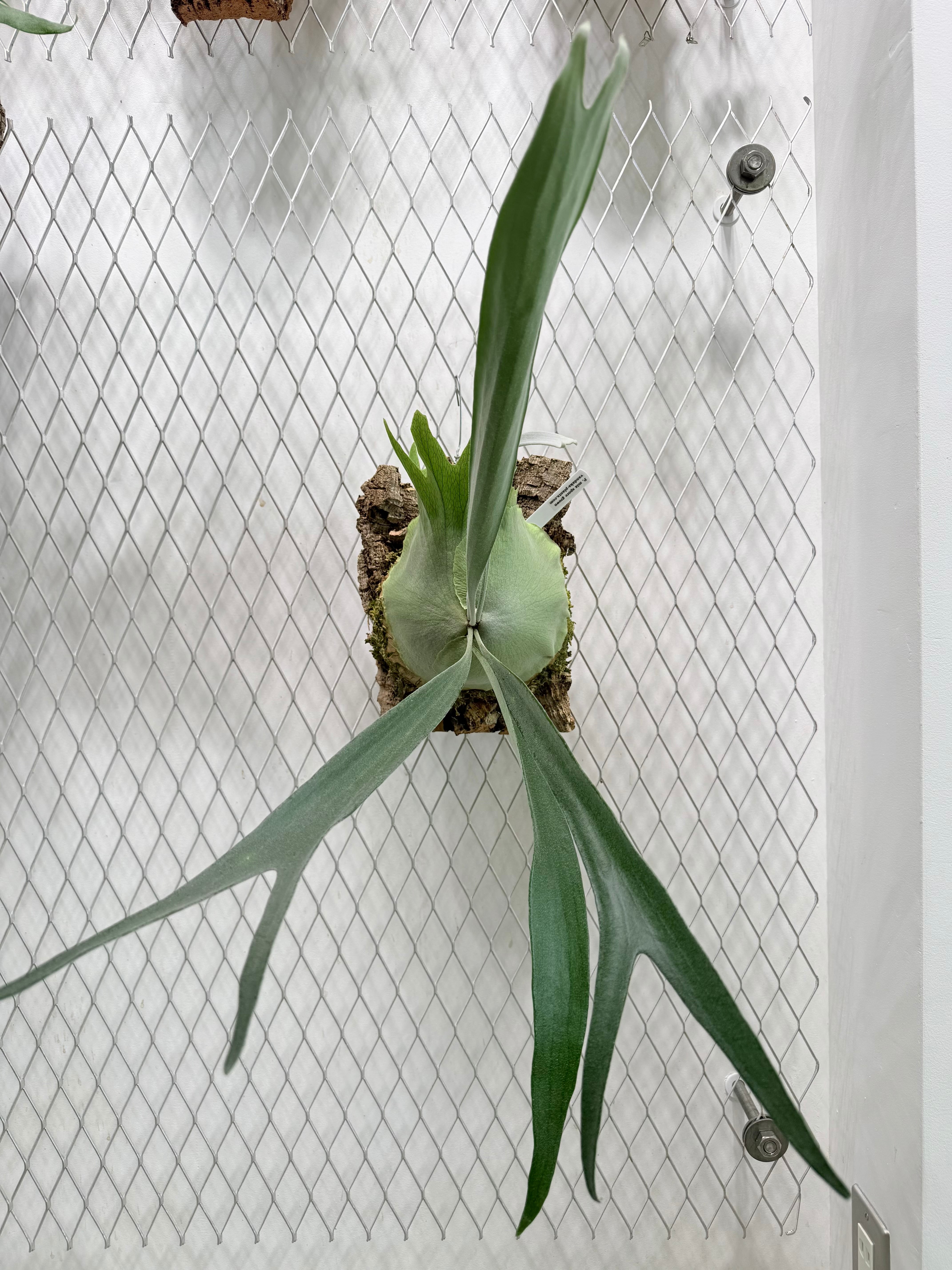 Platycerium_ビカクシダ | vandaka plants