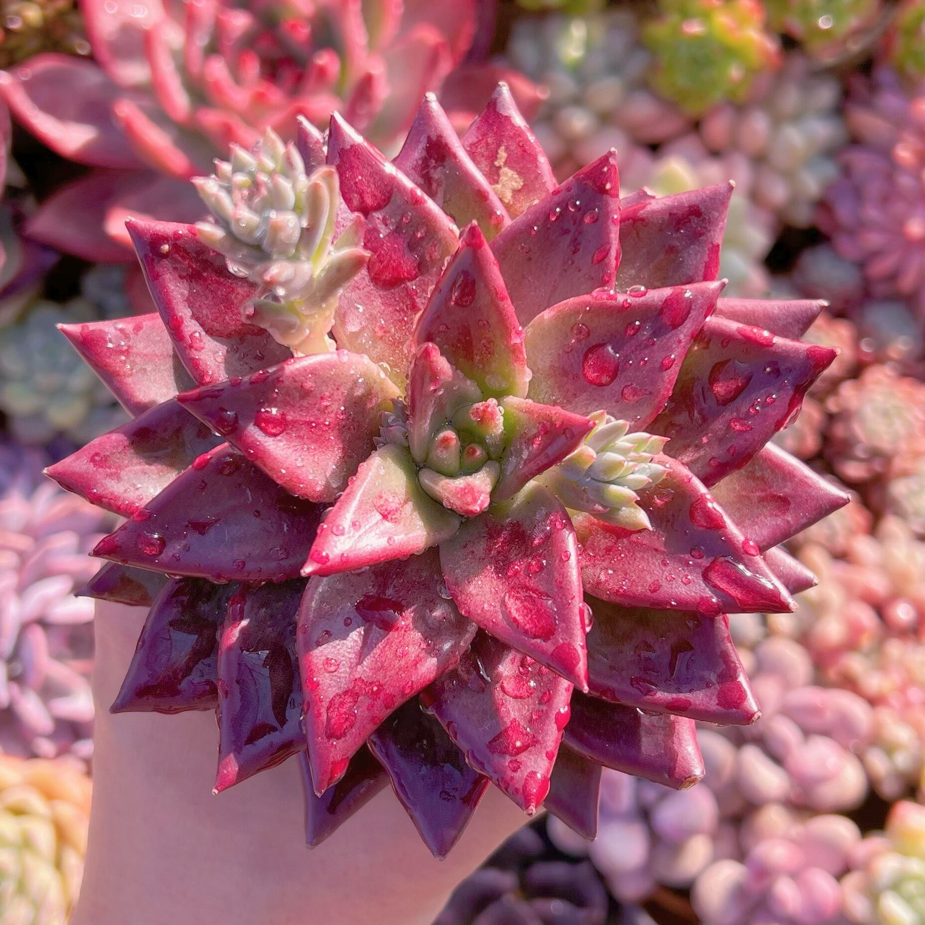 現品　プシュケ#907　新入荷　るる農園