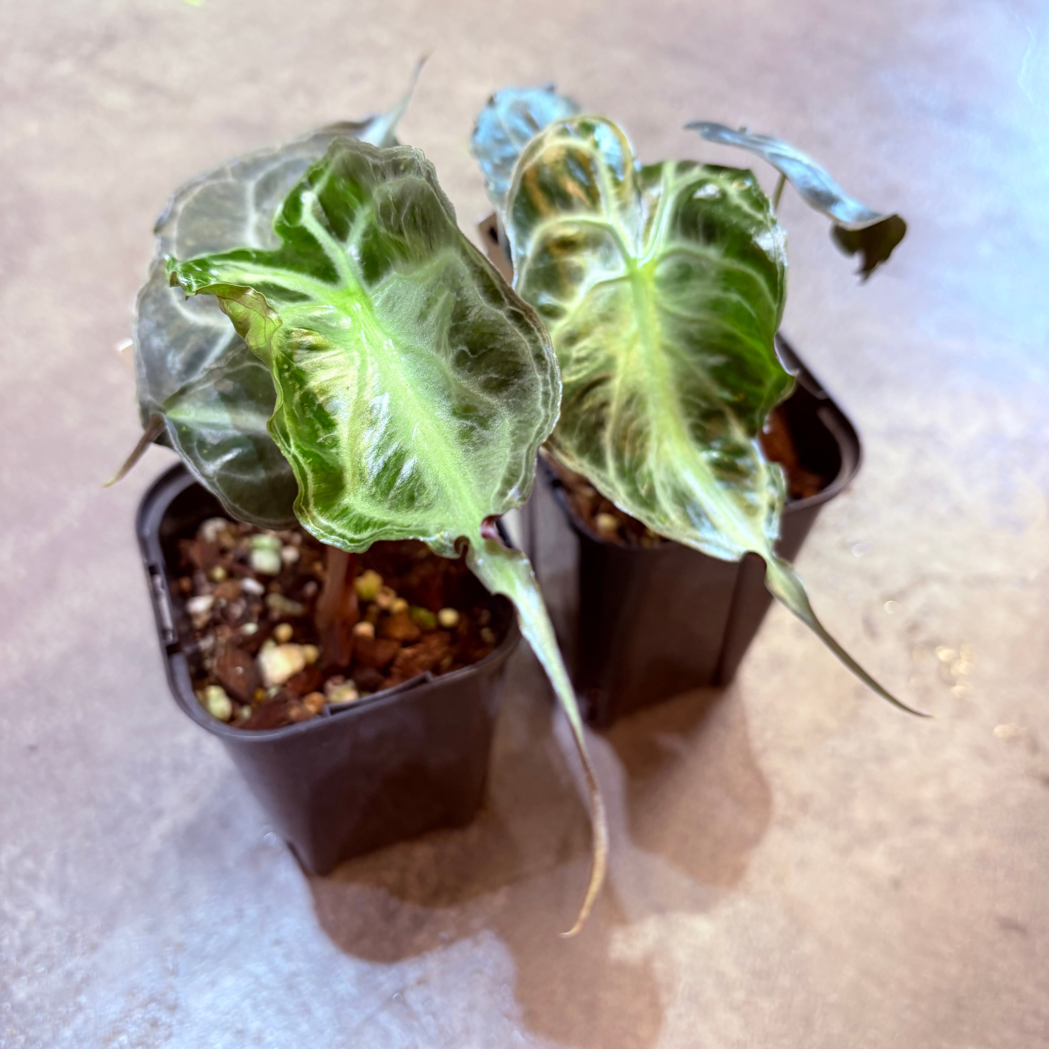 アロカシア ヴェノム 3号 | Green Vibes 宇都宮市の観葉植物専門店