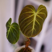 フィロデンドロン エルチョコレッド｜Philodendron "El Choco Red"｜観葉植物