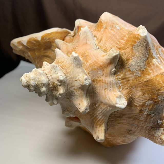 1.クイーンコンクシェル貝母・貝殻