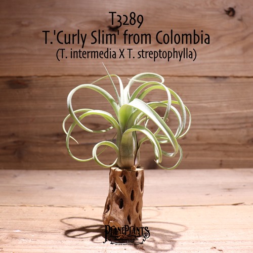 【送料無料】'Curly Slim' from Colombia〔エアプランツ〕現品発送T3289