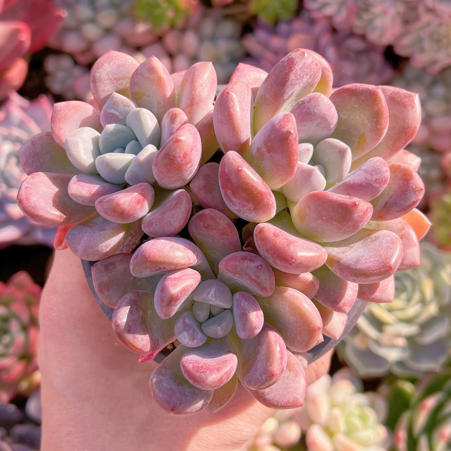 現品　白鷺#614   群生　るる農園