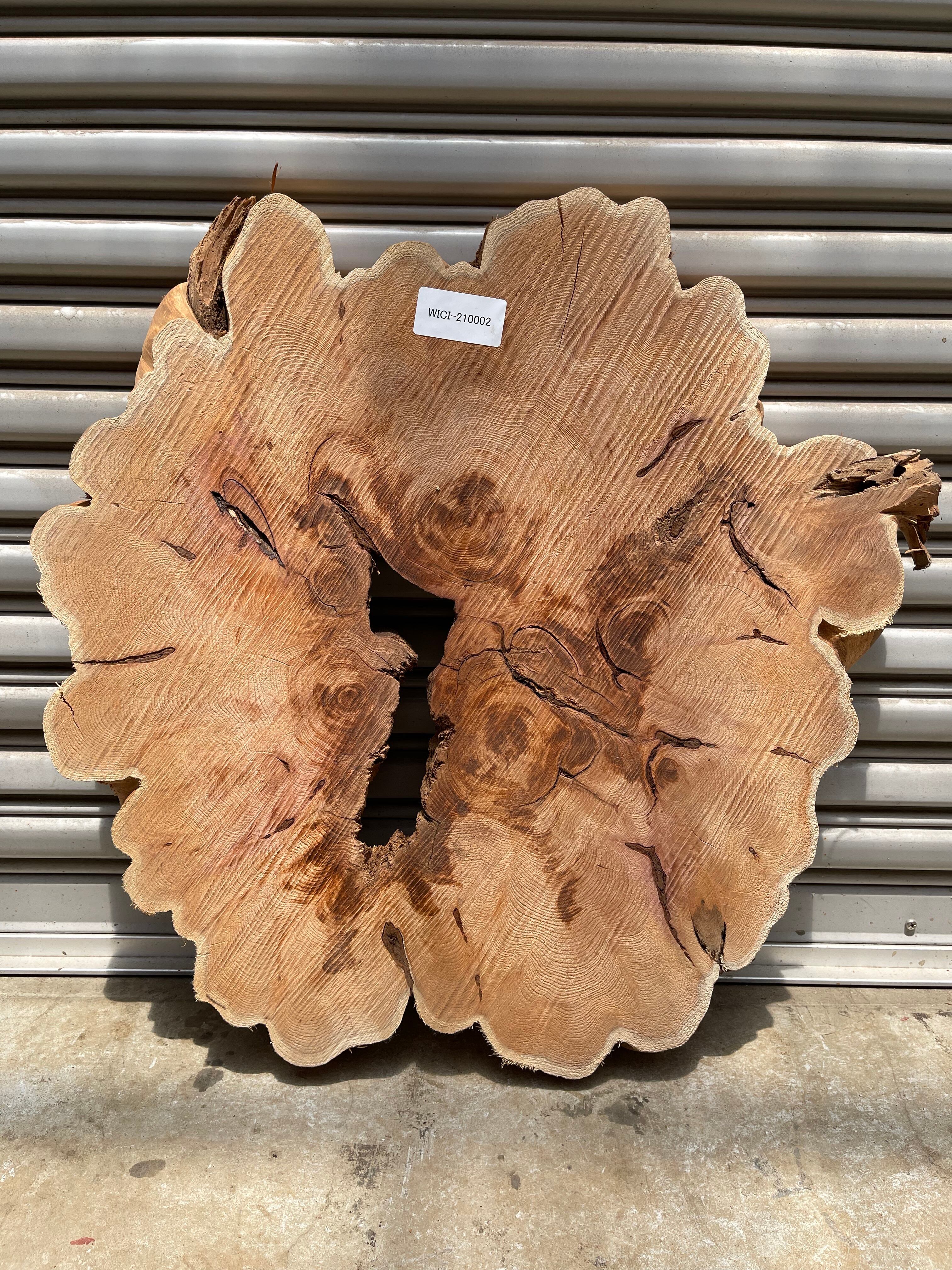 貝塚伊吹（カイヅカイブキ）輪切り | automnforest workshop