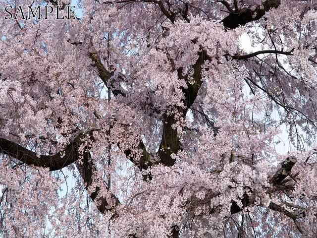 八坂神社　枝垂桜　JPEG