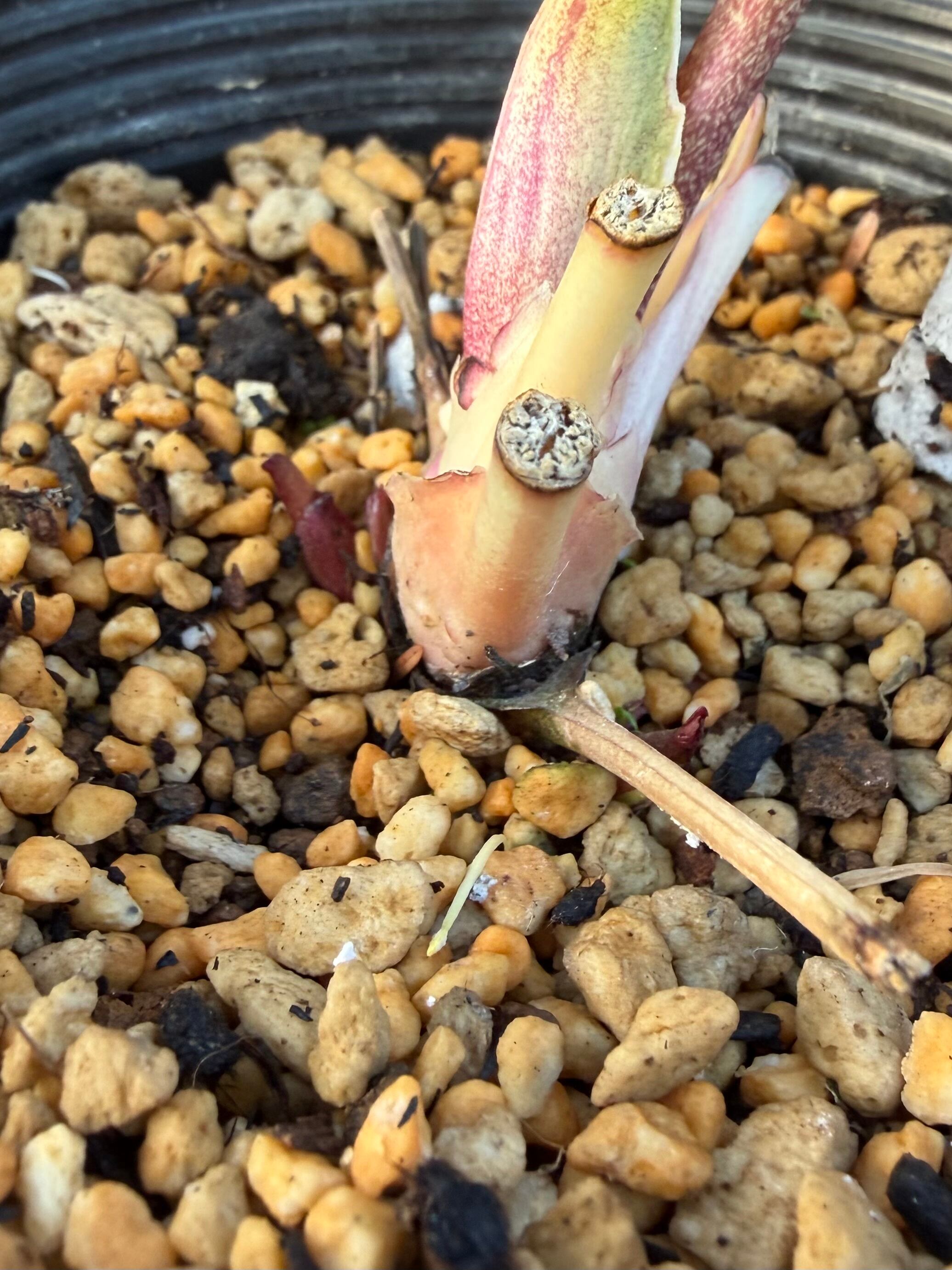 グロッシーカラー☆ゴールド レッドsd ※蕾無し特価 加藤農園