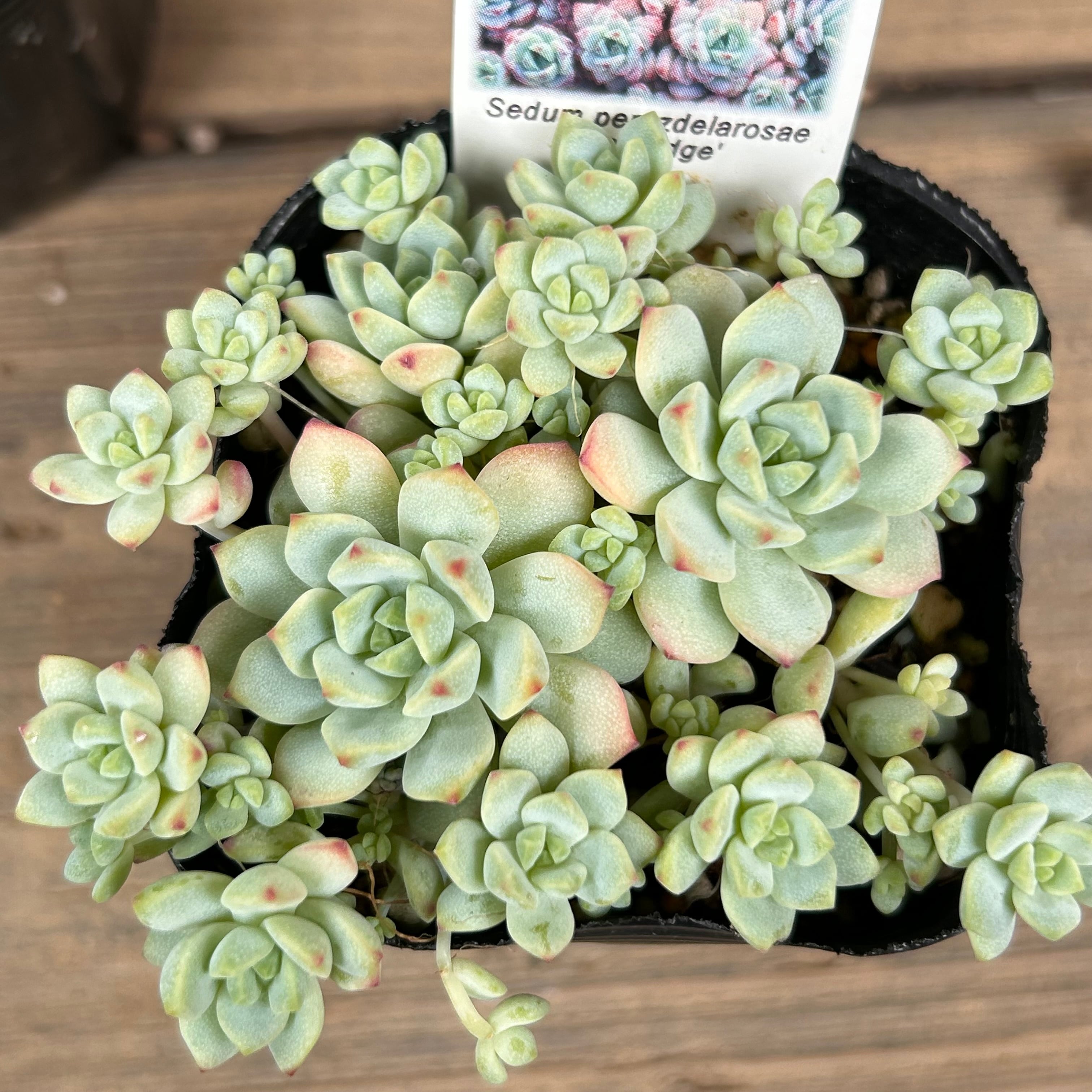 多肉植物 つぶつぶホリック♡ ピンクルルビー ペレスデラロサエピンク