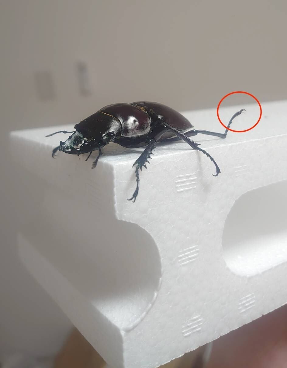 アマミマルバネクワガタ徳之島 ♂単品51mm(送料無料) | Beetle Shop Hachi