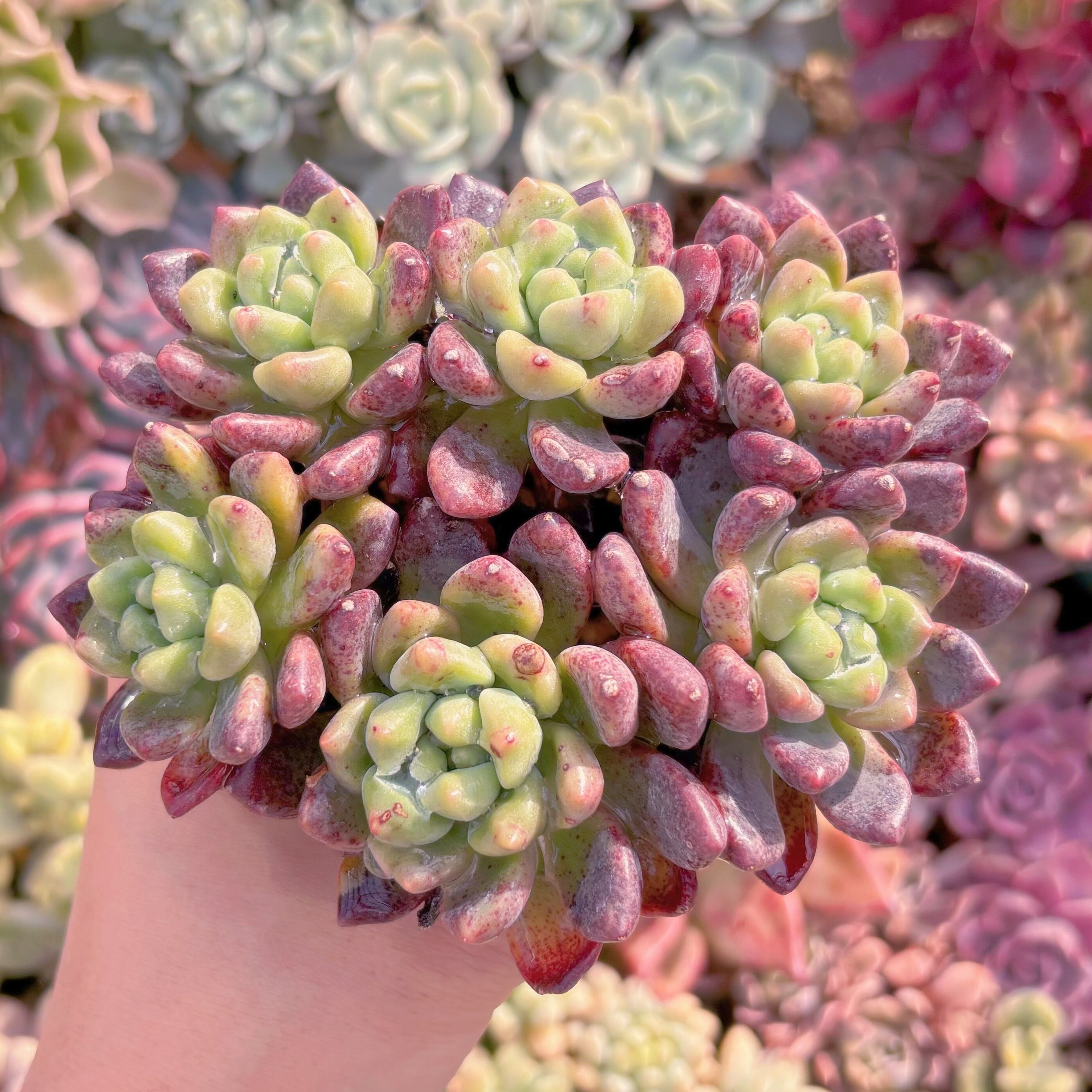 現品　シャネル#771　群生　るる農園