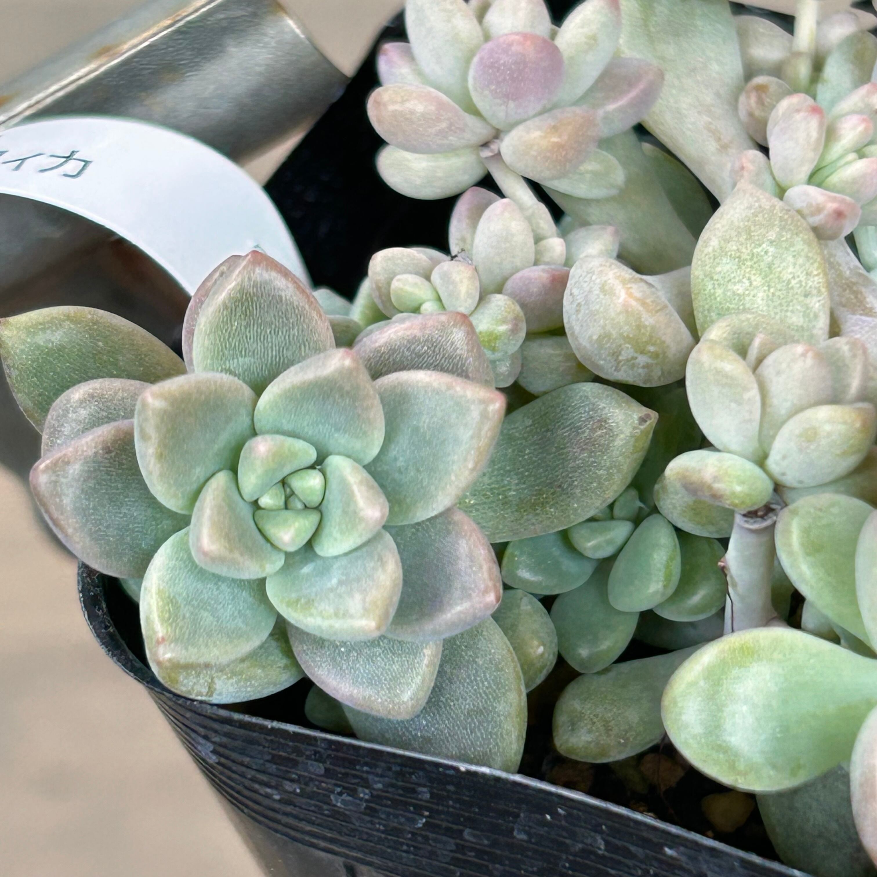 姫秋麗×プロリフィカ | RuPo 多肉植物専門店