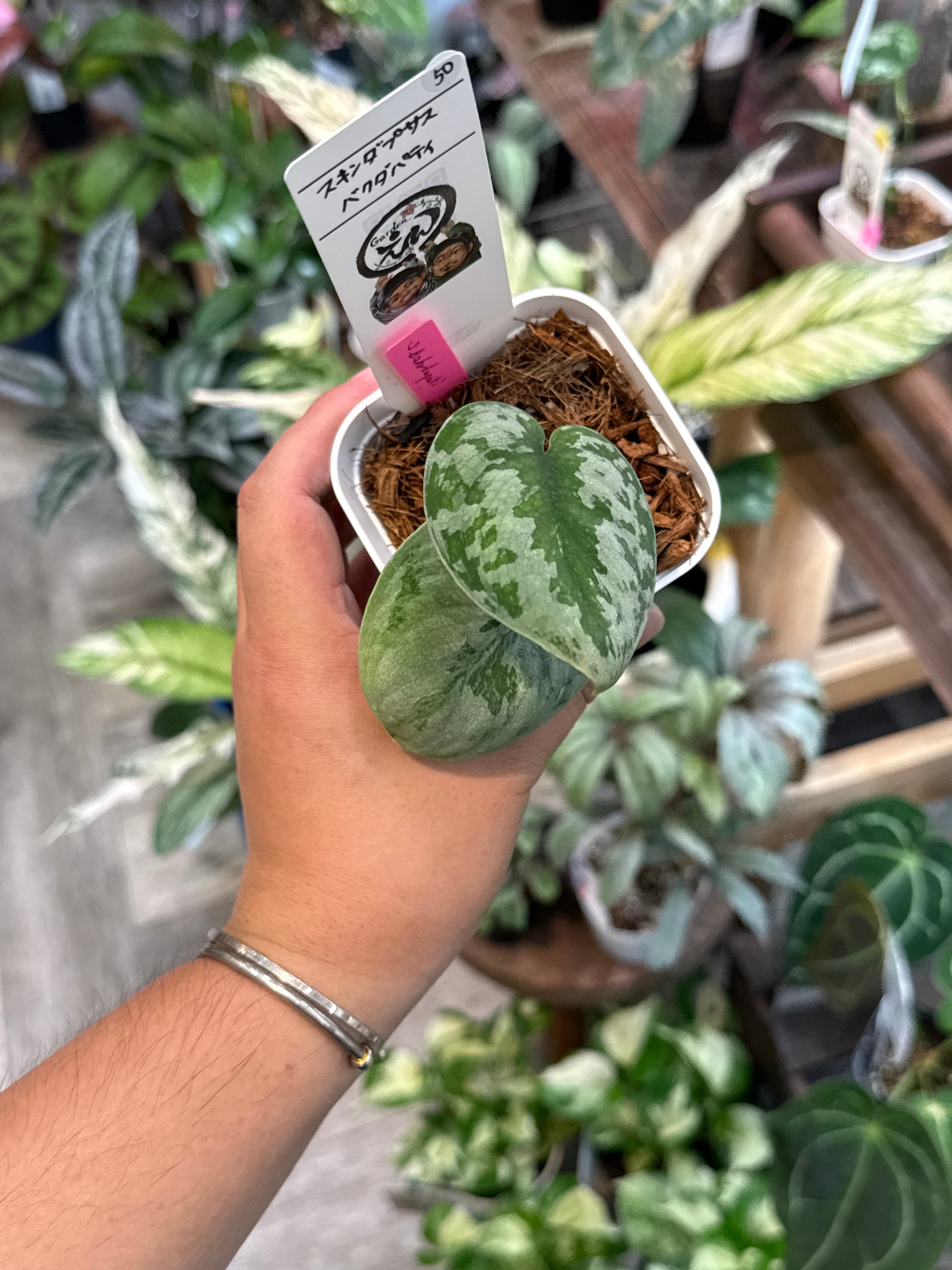 Gardenえん 【観葉熱帯植物】