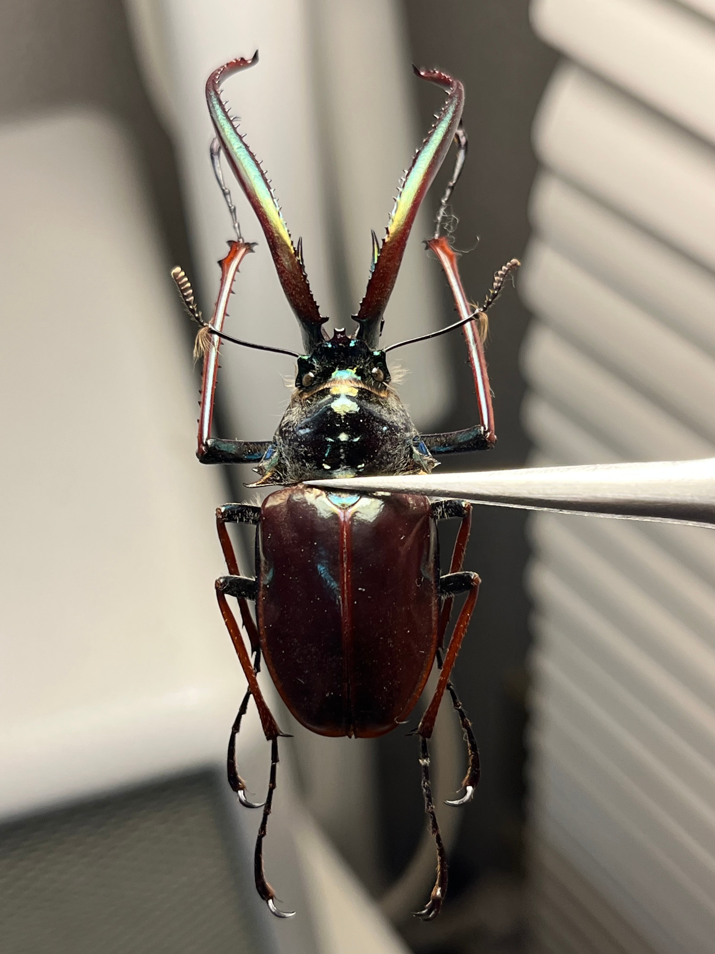 【PARATYPE】ホロメタリクスチリクワガタ 56mm シワバネクワガタ標本 PARATYPE】ホロメタリクスチリクワガタ 56mm シワバネクワガタ