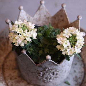 mondimanche 宿根草　バーベナ　ヴァネッサ　ライム｜寄植えにオススメ　長く楽しめるお花です