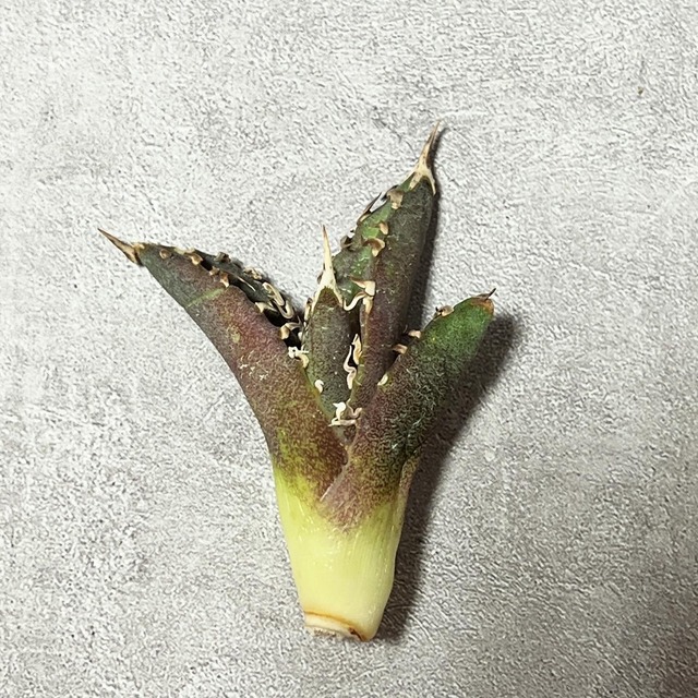 【1月19日21:00販売】agave titanota 白豪刺 子株E