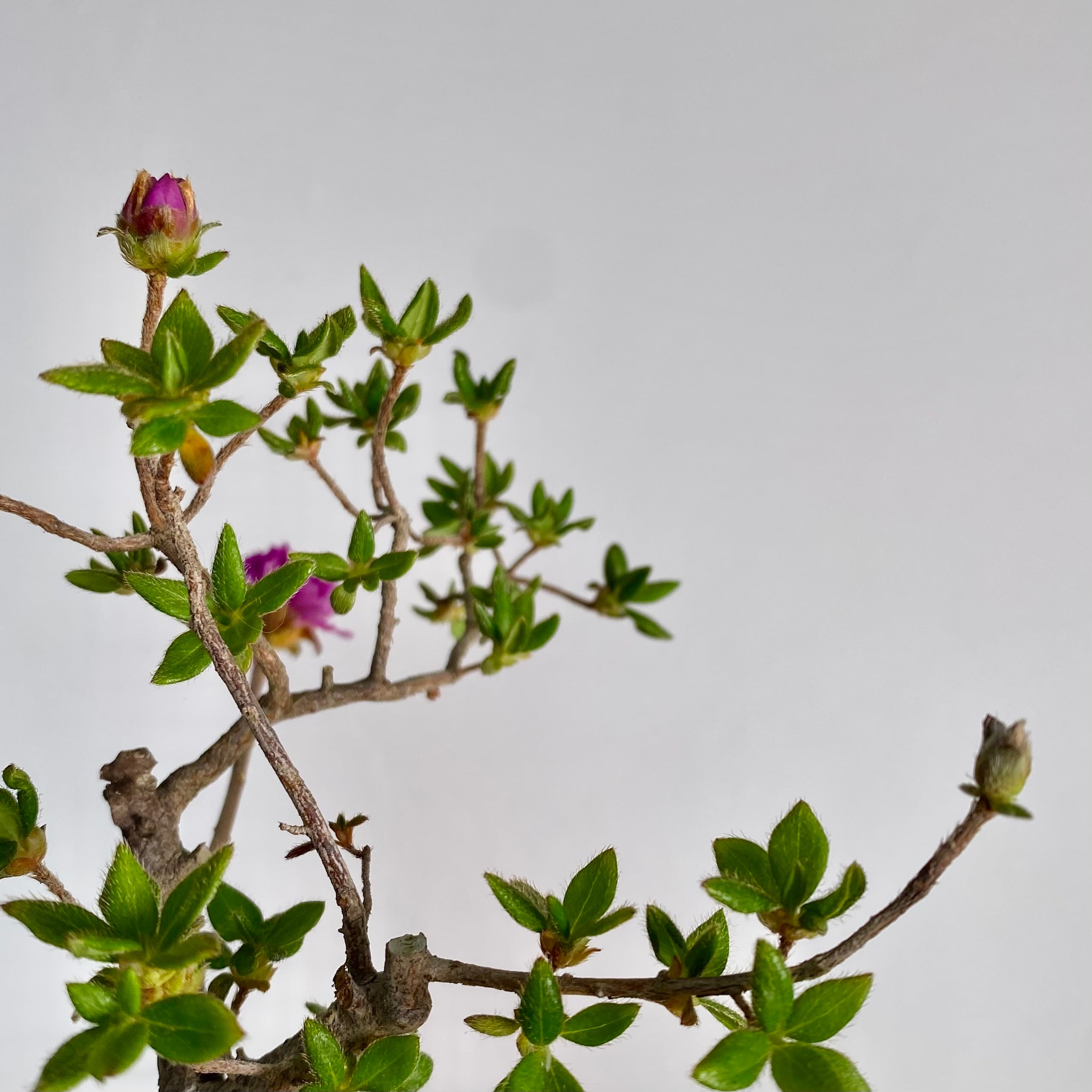 ツツジ 紫八重 ミニ盆栽｜高さ 約18cm | BONSAI Labo ウェブショップ