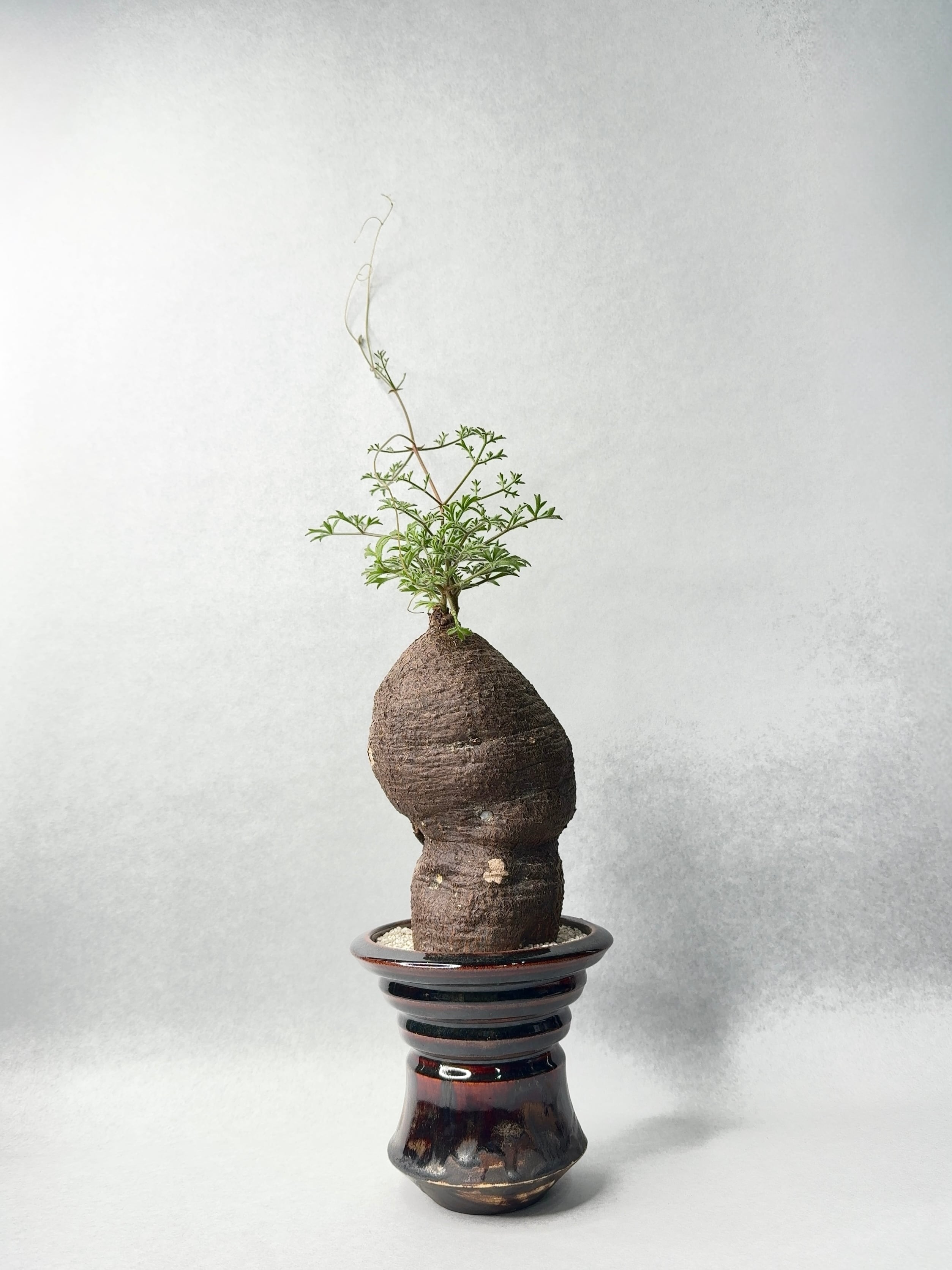 キフォステンマ・モンタグナッキー | trigger