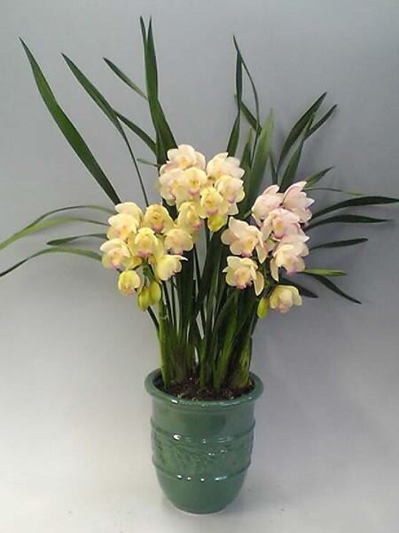 アーチ仕立て シンビジューム ミリオンキッス 5本立ち♪ラッピング無料