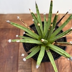 Agave Albopilosa【アガベ・アルボピロサ】
