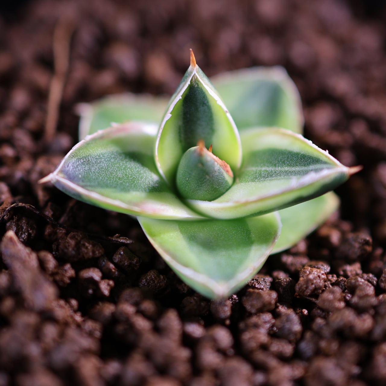 405 再入荷！『アガベ フィリフェラ コンパクタピンキー』観葉植物