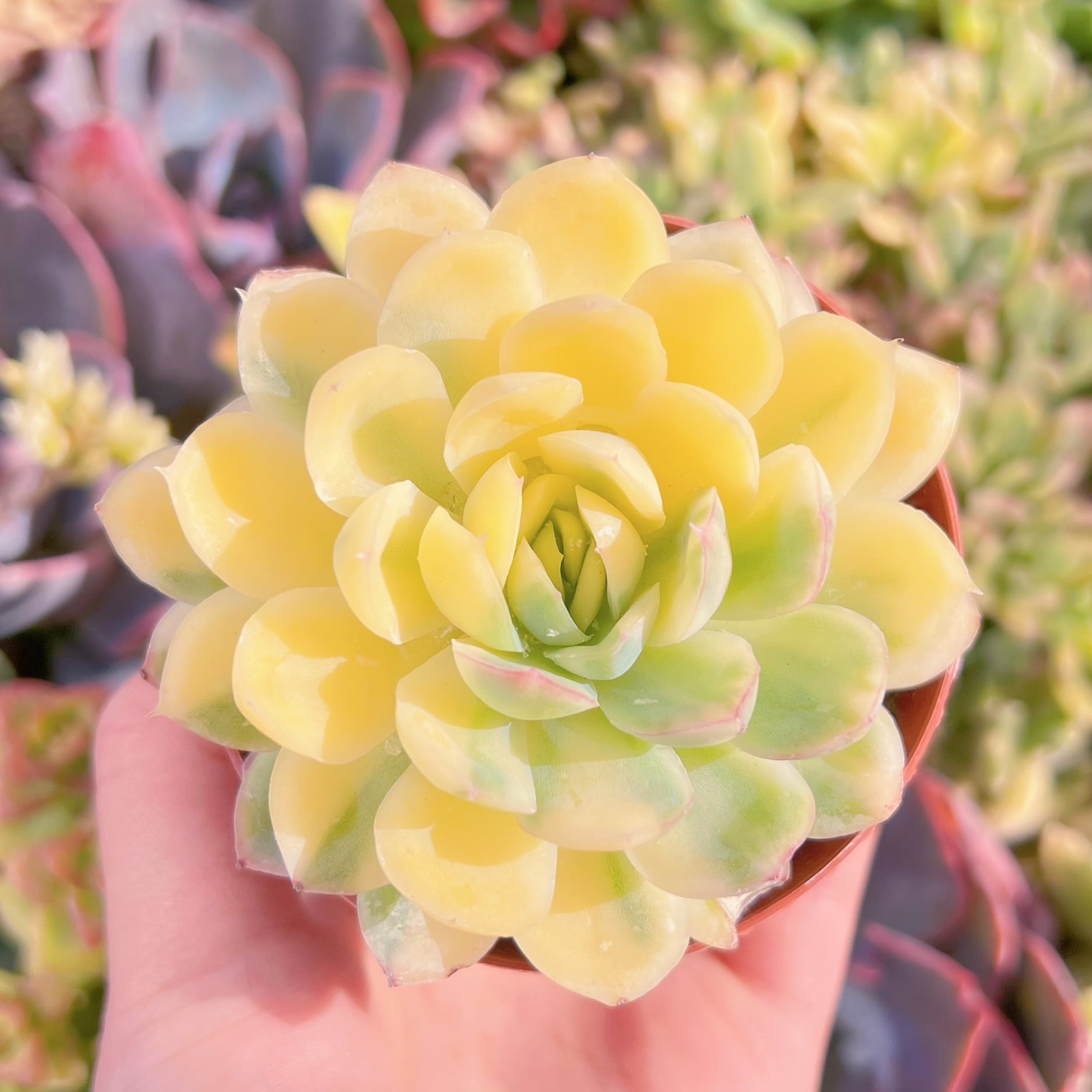 現品　ストロベリーアイス錦#M154　美苗　るる農園