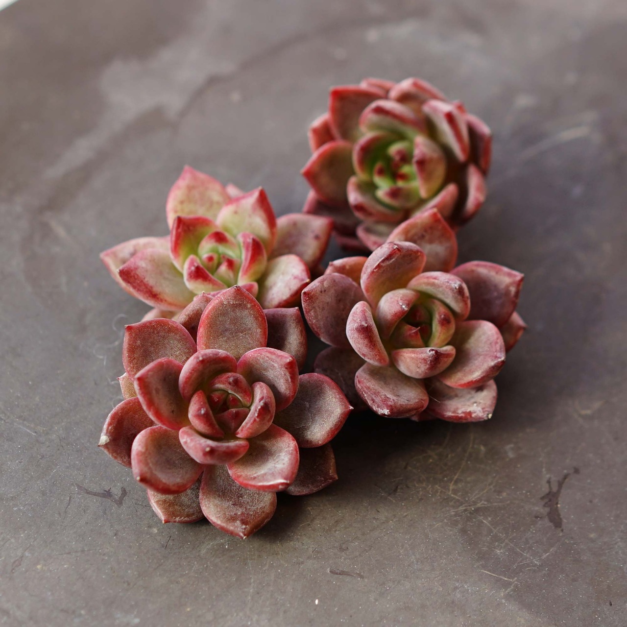 一部発根済カット苗 デアデビル Echeveria 'Daredevil'