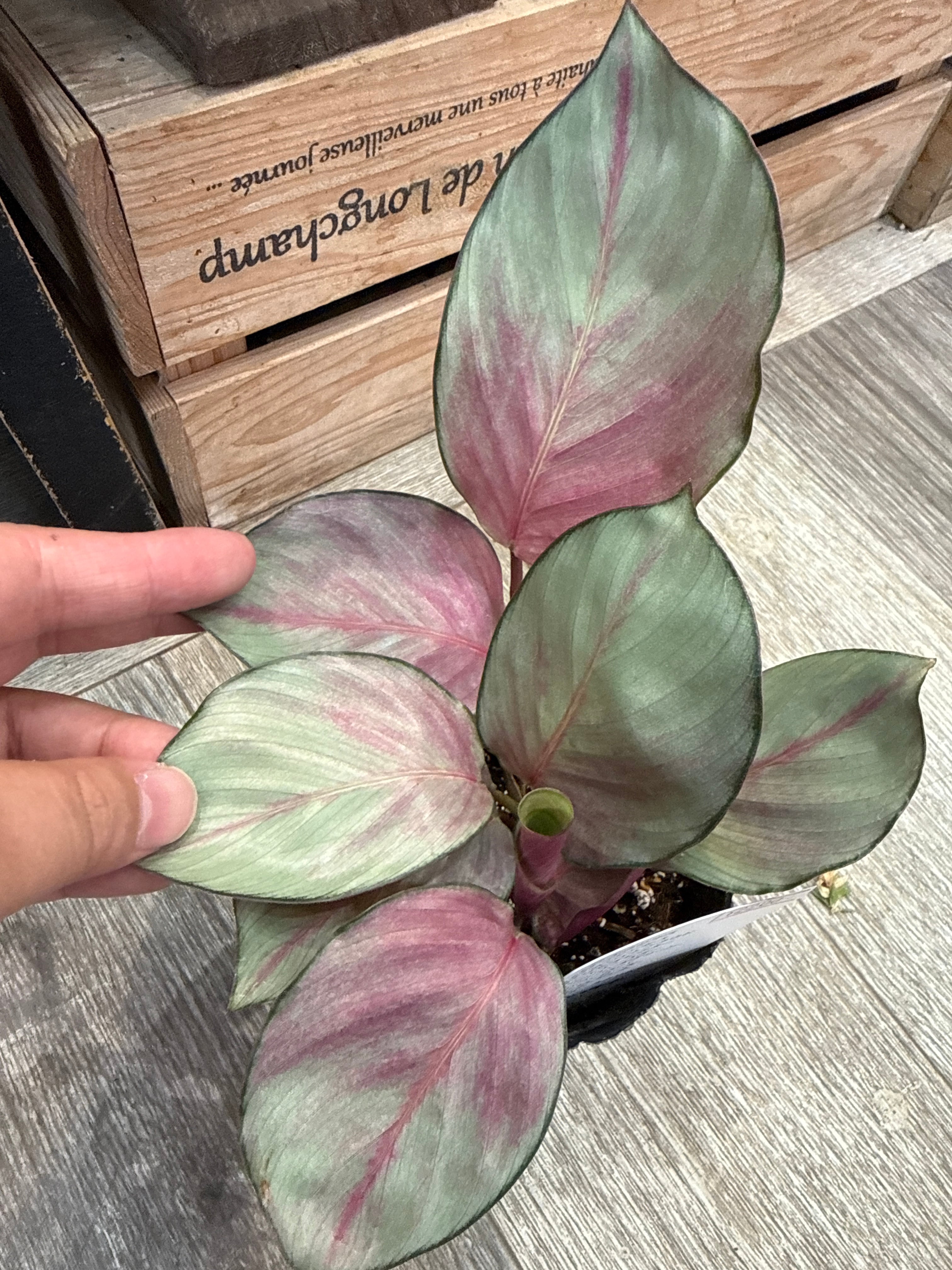 カラテア・マランタ類 | Gardenえん 【観葉熱帯植物】