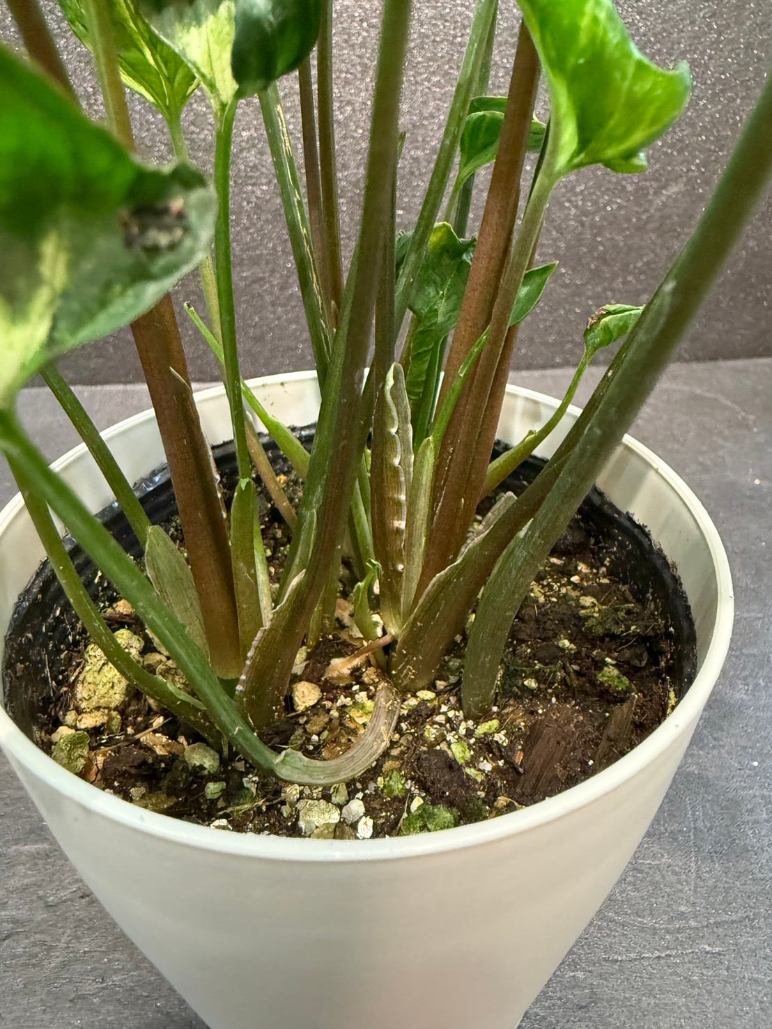 シンゴニウム・ゴジラ 4号 | 観葉植物と雑貨のお店 VIVAGREEN
