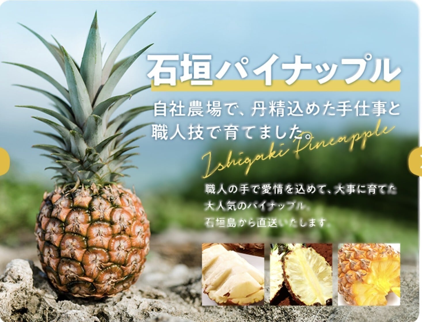沖縄パイナップルパイお試し4個セット | DOLCE&MARCO