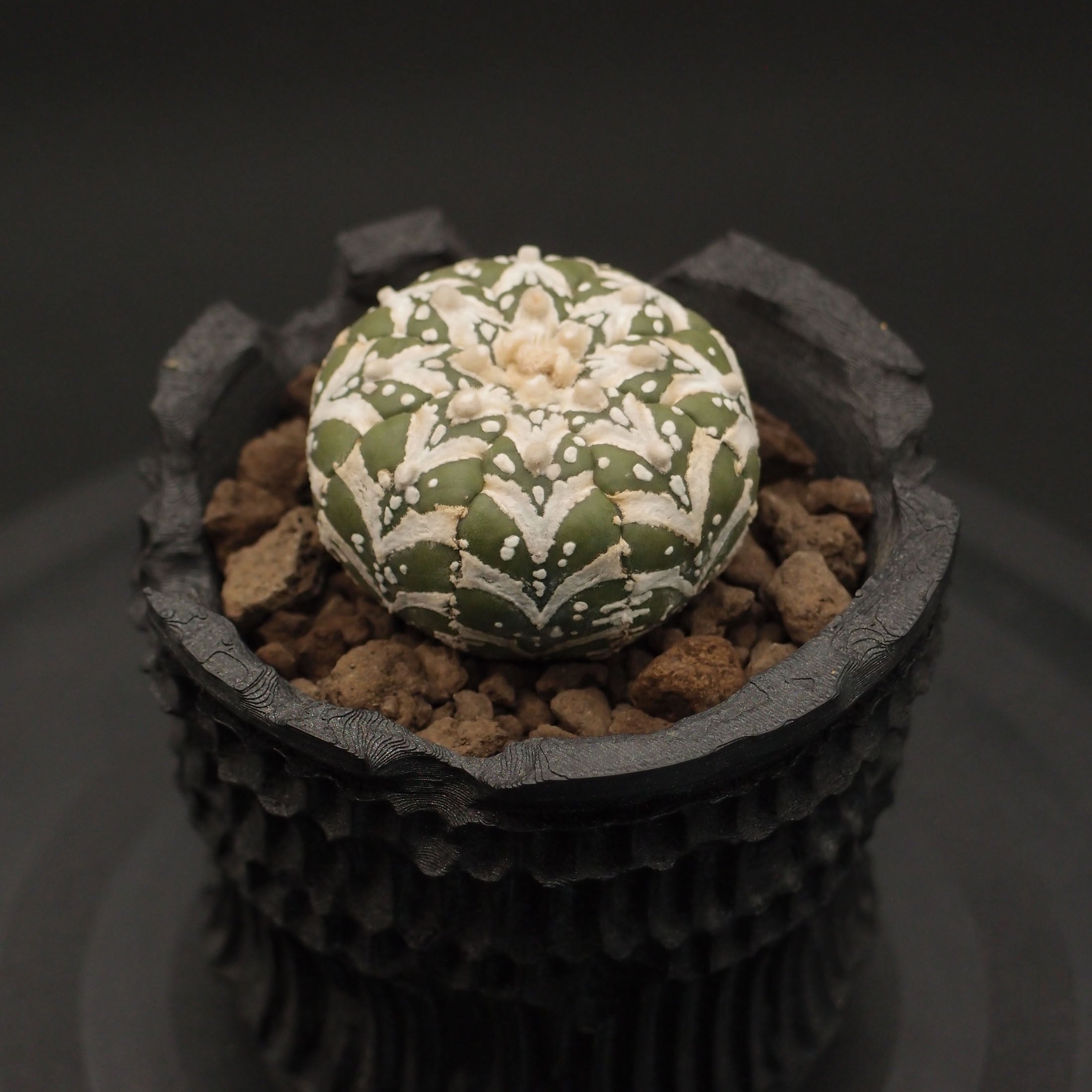 アストロフィツム 兜　Vタイプ　実生　3株セット4 fit=scale-down,w=1200