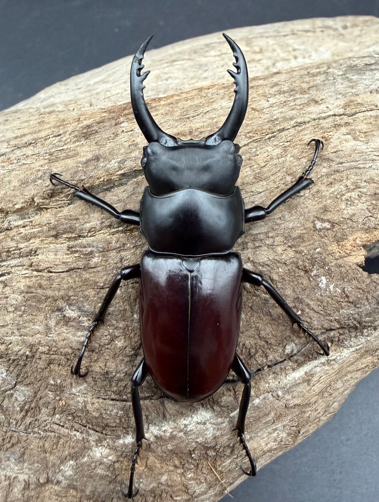 【WD】《アローコクワ原名亜種 瀘水市産 51.5mmB品 ペア》+補償用36mm♂